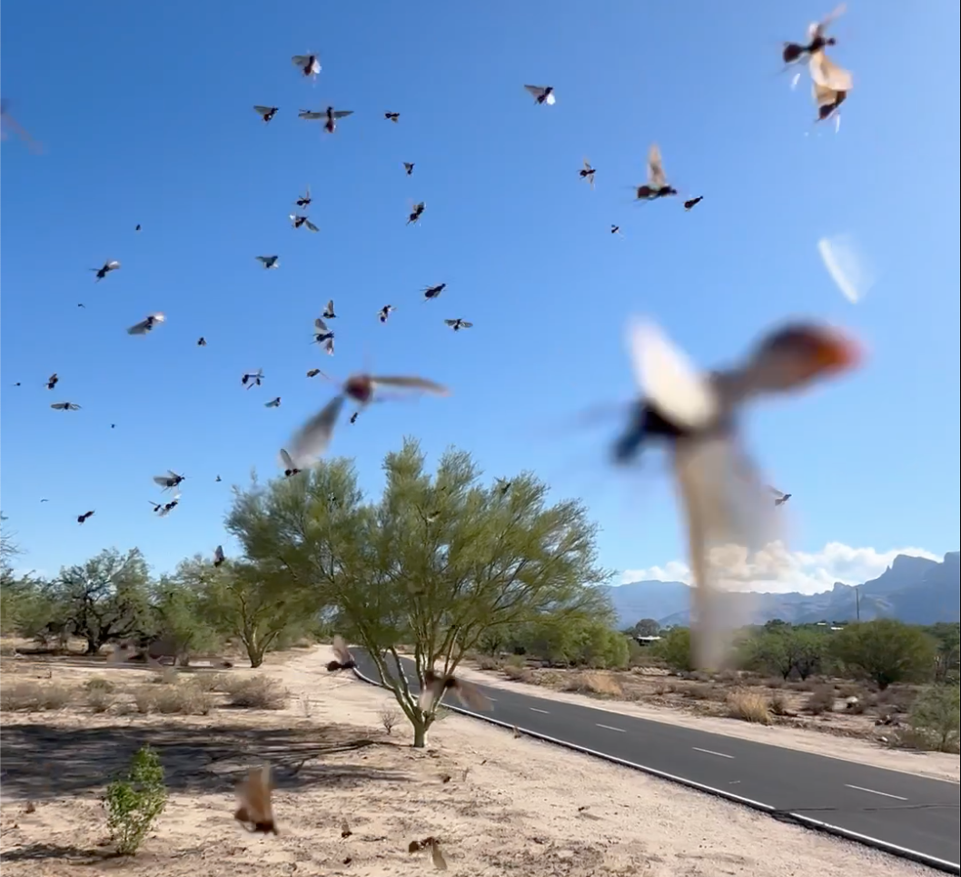 ant-swarms